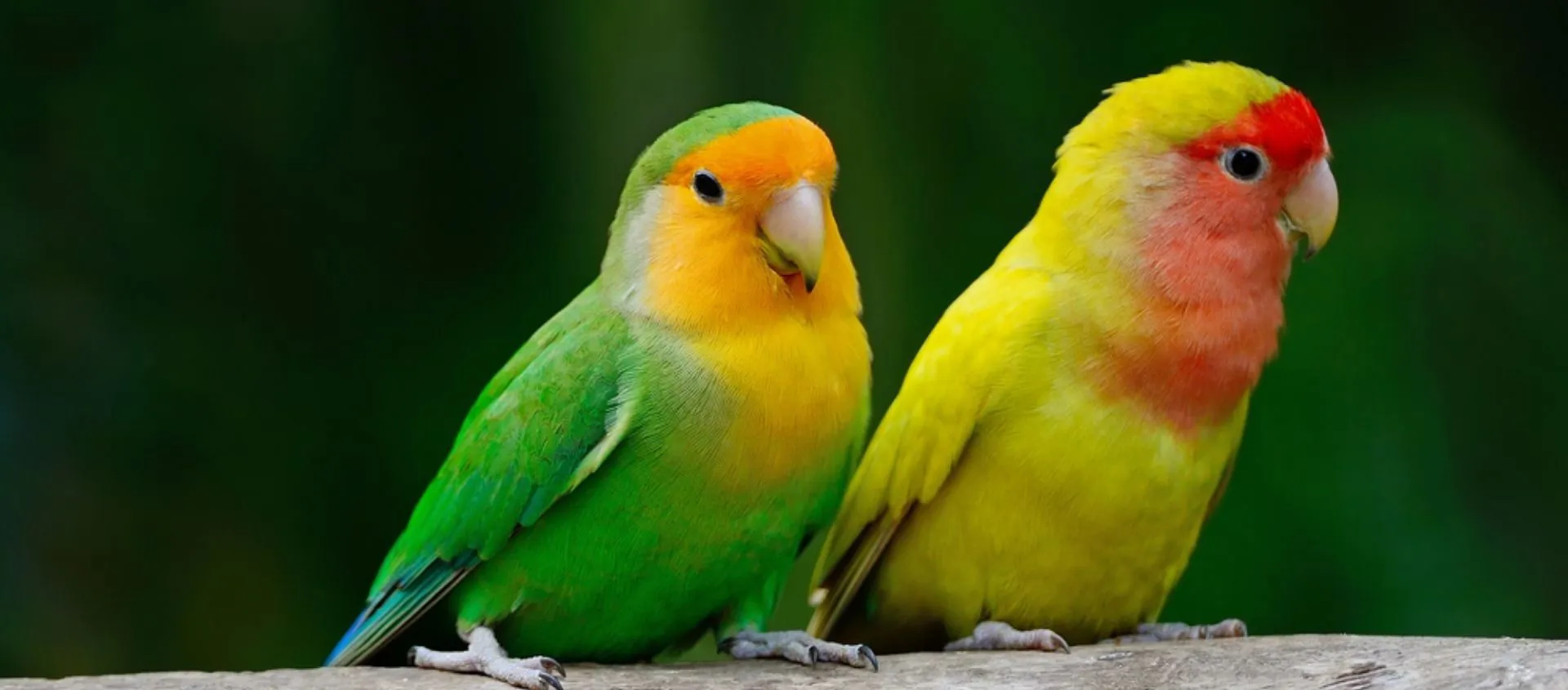Ampia disponibilità uccelli e roditori
