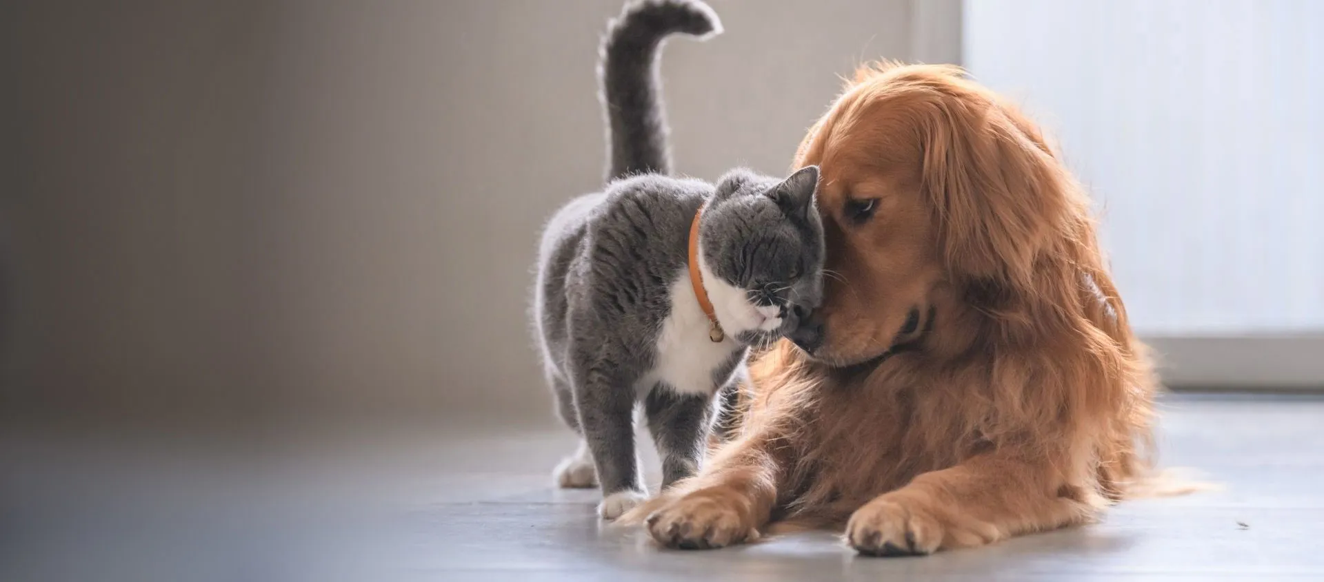 Un negozio dedicato agli animali nel cuore di Verona