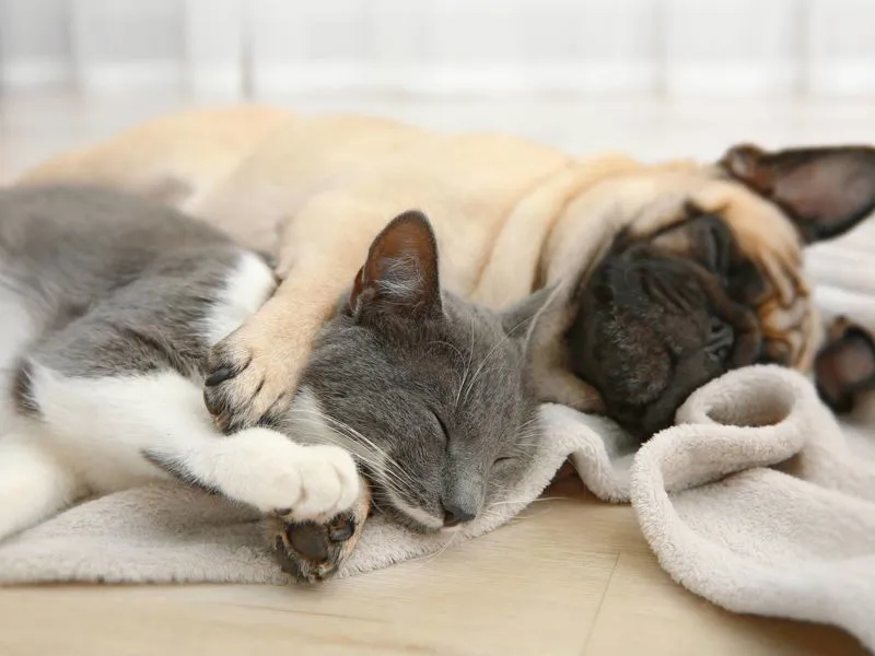 I migliori prodotti a Verona per il benessere degli animali domestici