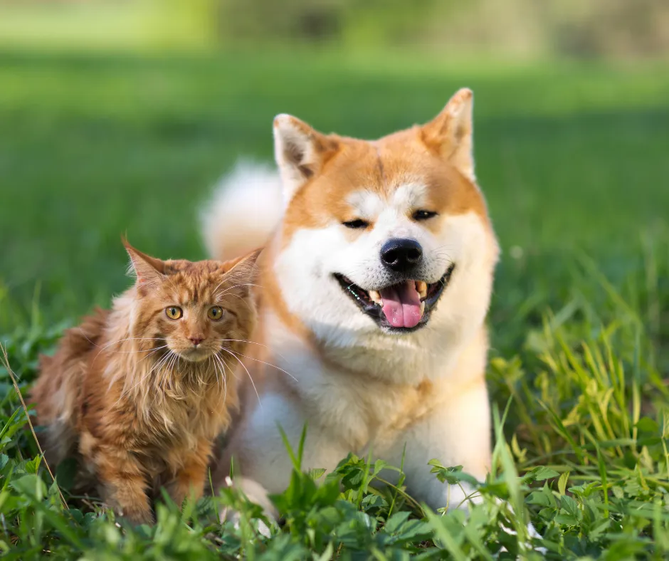Cani e gatti